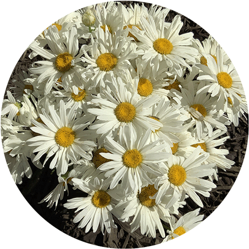 Shasta Daisies.